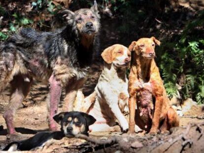 Algunos de los perros en p&eacute;simo estado que malviven en un bosque de Arb&uacute;cies.