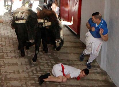 Reses de la ganadería gaditana de Cebada Gago hacen su entrada en la Plaza de Toros de Pamplona durante el segundo encierro de los Sanfermines 2019.