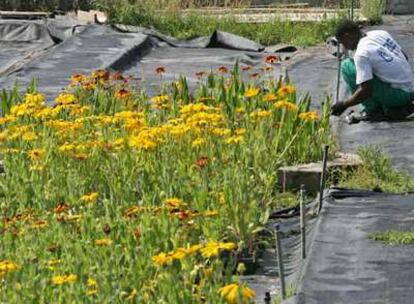 Un jardinero cuida uno de los espacios de las Estufas del Retiro.