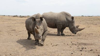 Una de las dos únicas hembras que quedan del rinoceronte blanco del norte, en primer plano, junto a una especie del sur, en una reserva en Kenia.