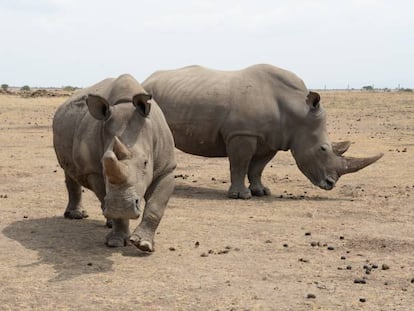 Una de las dos únicas hembras que quedan del rinoceronte blanco del norte, en primer plano, junto a una especie del sur, en una reserva en Kenia.