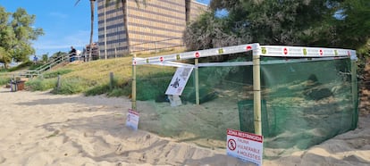 Zona restringida en la zona de la playa de Palma, Mallorca, donde la tortuga ha puesto los huevos.