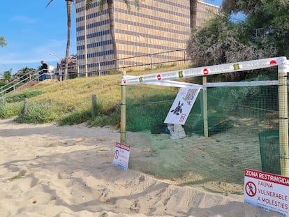 Zona restringida en la zona de la playa de Palma, Mallorca, donde la tortuga ha puesto los huevos.