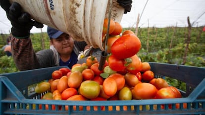 Un agricultor trabaja en la cosecha del tomate en Michoacán, México.
