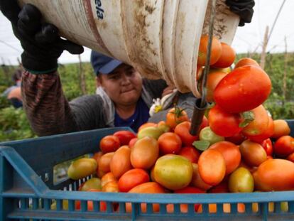 Un agricultor trabaja en la cosecha del tomate en Michoacán, México.