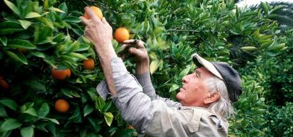 La recogida de las naranjas es manual.