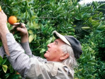 La recogida de las naranjas es manual.