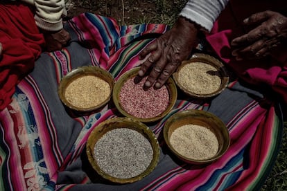 “Cuando éramos niños, la quinoa de colores era común: la producíamos para comerla. Luego, poco a poco, desapareció, desplazada por la blanca”, explica Eulalia Silva. Ella es campesina y pertenece a una de la más de 3.300 familias que son parte de ReSCA. En la imagen, enseña los frutos de su cosecha: quinua 'huaripunchu', 'misa' y 'chulpi' que ahora ha vuelto a cultivar para su propio consumo.