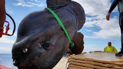 Exemplar de peixe-lua de quase três metros capturado em Ceuta.