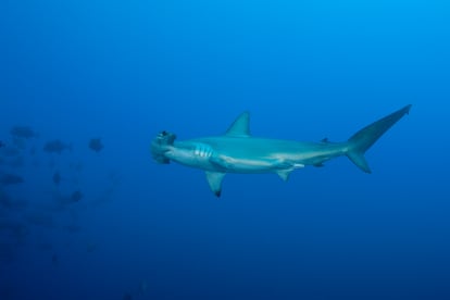 Un tiburón martillo en las Islas de Revillagigedo, en México.