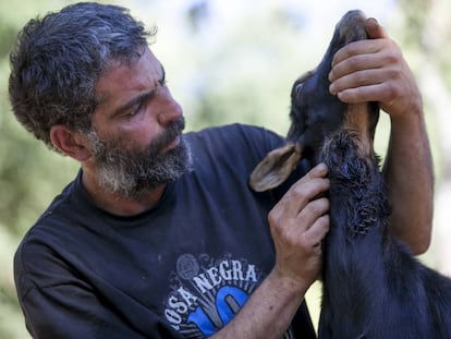 Un ganadero afectado por los ataques de lobos a sus ovejas y cabras.