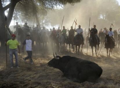 Momento del alanceamiento del toro, esta mañana en Tordesillas