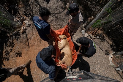 Una leona es llevada a una jaula de transporte en el refugio de animales Santuario de Ostok.