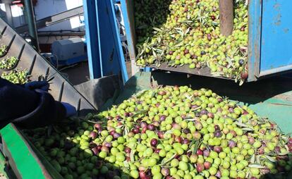 Aceituna recién recogida.