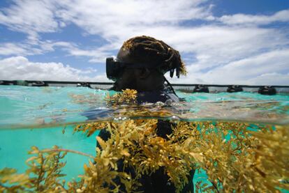 Un buzo de AlgeaNova caminaba entre un parche de sargazo detrás de una barrera antialgas cerca del arrecife de coral en Punta Cana, en julio.