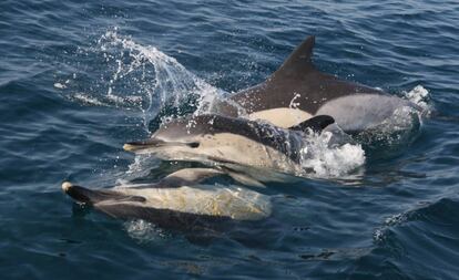 Un grupo de delfines en el mar.