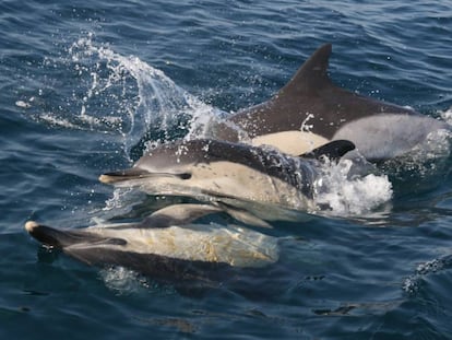 Un grupo de delfines en el mar.