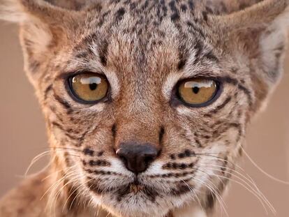 Vídeo: El entrenamiento de un lince ibérico para aprender a vivir en libertad