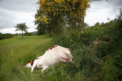 Vacas rayo Pontevedra