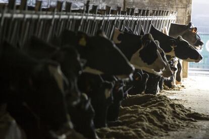 Vacas en la explotaci&oacute;n ganadera de la localidad pontevedresa de Lal&iacute;n. 