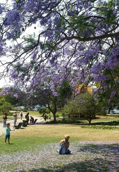 Un niño retrata a su madre a la sombra de una jacaranda en la plaza del Imperio.