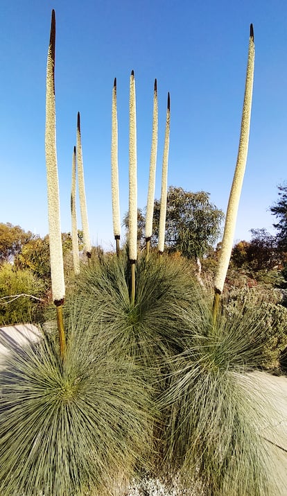 'Xanthorrhoea glauca' en plena floración.