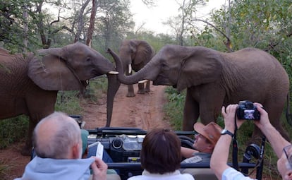 Varios turistas sacan foto de unos elefantes africanos en el Parque Nacional de Kruger, en Sudáfrica.