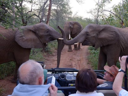 Varios turistas sacan foto de unos elefantes africanos en el Parque Nacional de Kruger, en Sudáfrica.