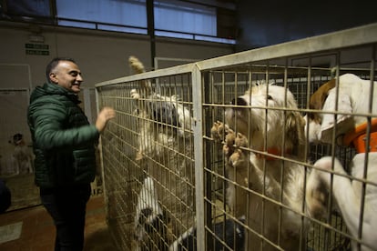 El veterinario Luis Muñoz Lorite muestra orgulloso su rehala de 75 perros de caza, en La Carolina (Jaén).