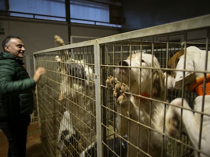 El veterinario Luis Muñoz Lorite muestra orgulloso su rehala de 75 perros de caza, en La Carolina (Jaén).