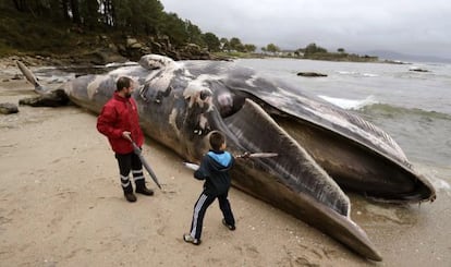 Vecinos observan la ballena 