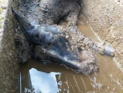 Cadáver de una yegua en el pasillo donde fue acorralada y golpeada.