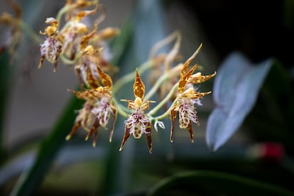 ‘Odontoglossum crinitum’ en la finca de Carlos Uribe cerca a Bogotá.