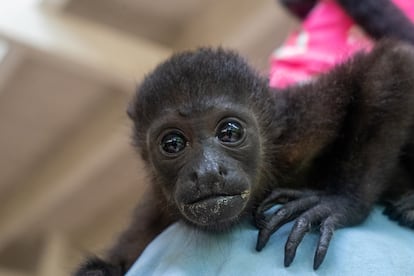 Bebé de mono aullador. En el centro abundan los monos huérfanos, ya que las madres a veces mueren por descargas de los cables eléctricos por los que trepan. Una vez encontrados, los bebés son llevados al centro, donde son cuidados y atendidos hasta que puedan volver a vivir en la naturaleza.
