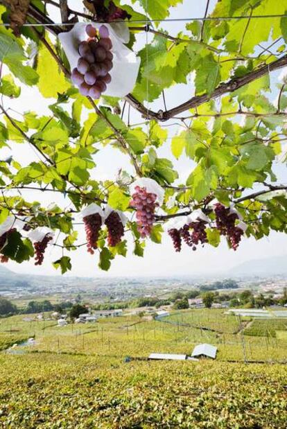 Viñedos de uva Koshu, en Japón. Botella de vino japonés que se sirve en elrestaurante catalán Koyshunka.