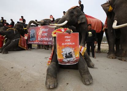 Un bebé elefante sujeta una pancarta en la que se puede leer 'Reza por Australia', durante un evento en apoyo de la vida silvestre afectada por los incendios forestales en Australia, en un campamento de elefantes en Ayutthaya (Tailandia).