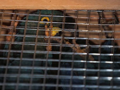 Una de las guacamayas recuperadas por IBAMA a su arribo en el Aeropuerto Internacional de São Paulo, Brasil. el 26 de febrero 2024.