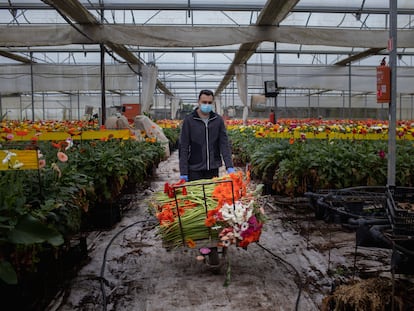 El coronavirus hunde el sector de la flor cortada en Chipiona (Cádiz) en plena campaña y obliga a los agricultores a tirar la cosecha.