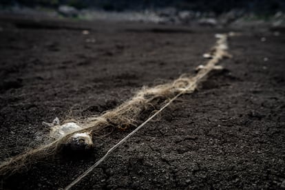 Un pez que murió atorado en las redes abandonadas de un pescador sobre el lecho seco de la laguna.