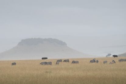 Cebras y búfalos pastando en la sabana africana.