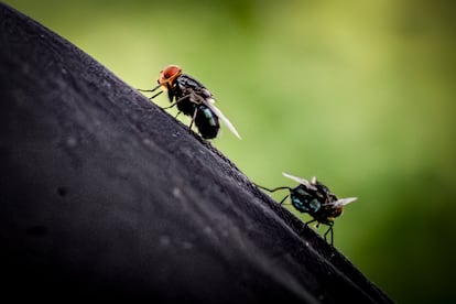 Moscas Cochliomyia hominivora infertilizadas.