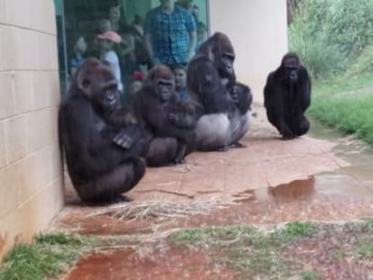 El vídeo fue grabado en un zoológico de Estados Unidos