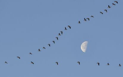 Una bandada de aves vuela frente a la luna en Petersdorf (Alemania).