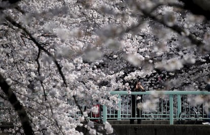 Cerezos en flor en el templo Yasukuni de Tokio, referente que marca el inicio del 'sakura' en la capital.