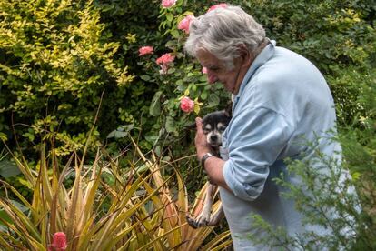 El expresidente de Uruguay José Mujica con su perra 'Manuela'.