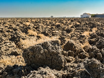 Un terrón infértil por la desertificación en Las Marismas del Guadalquivir a mediados de julio, donde antes se apreciaban enormes inundaciones por los cultivos de arroz.