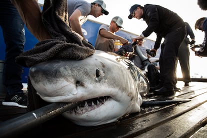 Un tiburón blanco sobre la cubierta del M/V, en una expedición de Ocearch por la costa este de EE UU en abril de 2023.