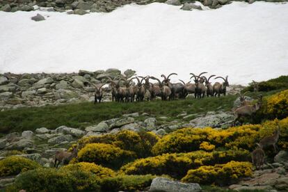 La cabra montés no está amenazada, pero cuenta con proyectos de reintroducción.