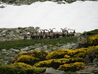 La cabra montés no está amenazada, pero cuenta con proyectos de reintroducción.