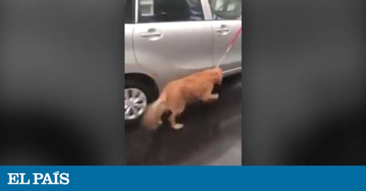 Un perro es atado a un coche en marcha bajo la lluvia por su dueño ...